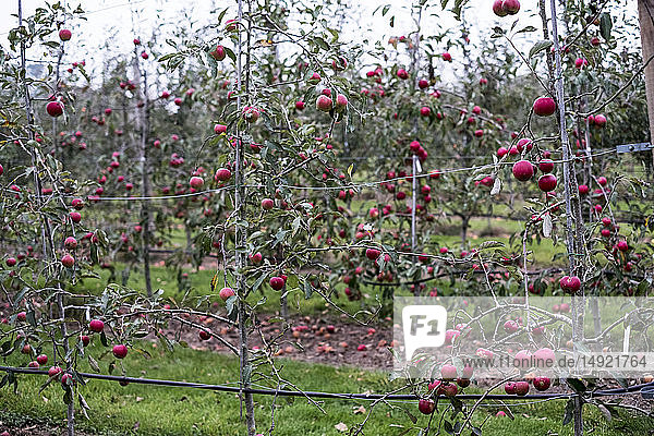 Apfelbäume in einem Bio-Obstgarten im Herbst  rote Früchte bereit zum Pflücken an Ästen von Spalierobstbäumen.