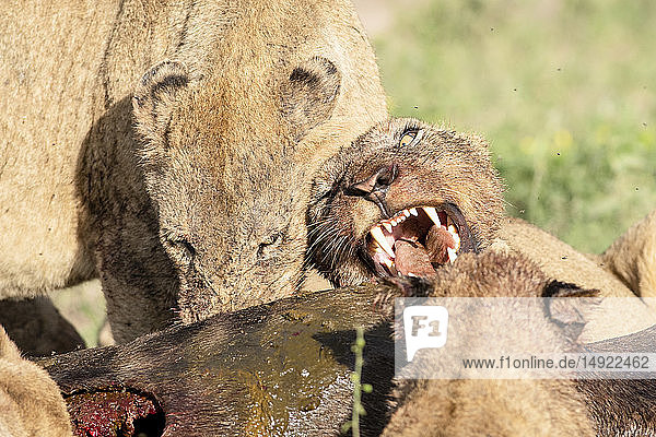Löwen  Panthera leo  knurren und knurren sich gegenseitig an  während sie eine Gnu-Tötung fressen  Connochaetes taurinus