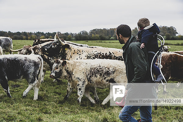 Man carrying young boy on his back walking on a pasture with English Longhorn cows.