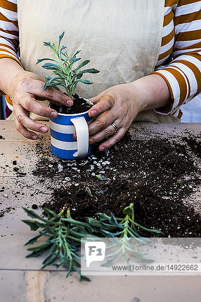 Hochwinkel Nahaufnahme einer Person  die Sukkulente in Blumenerde in einen Kaffeebecher pflanzt  Sukkulentenpflanzen mit Erde an der Wurzel.