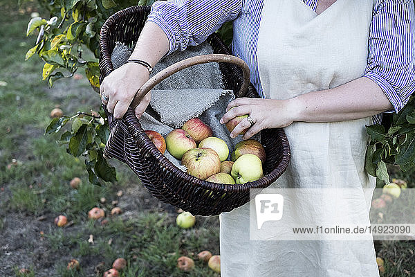 High angle close up of person wearing apron holding brown wicker basket with freshly picked apples.