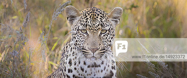 Ein Leopardenkopf  Panthera pardus  direkter Blick  braunes und grünes langes Gras im Hintergrund