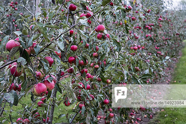 Apfelbäume in einem Bio-Obstgarten im Herbst  rote Früchte bereit zum Pflücken an Ästen von Spalierobstbäumen.