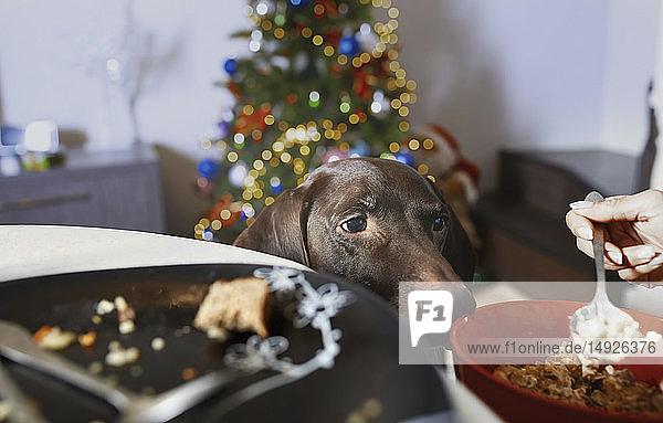 Hungriger Hund sieht seinem Besitzer beim Fressen zu