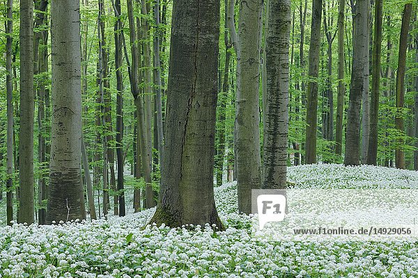 Ramsons (Allium ursinum) in beech (fagus sylvatica) forest,  spring with lush green foliage. Hainich National Park,  Thuringia,  Germany.
