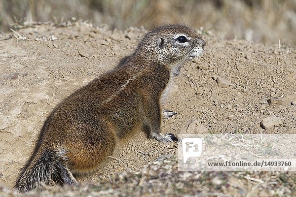 Cape ground squirrel (Xerus inauris)  adult  looking out from the burrow entrance  Mountain Zebra National Park  Eastern Cape  South Africa  Africa.