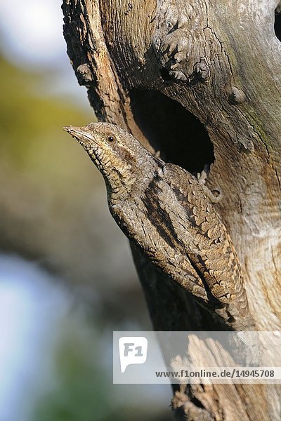 Eurasian Wryneck / Wendehals ( Jynx torquilla ) in front of its nesting hole  watching back over its shoulder for safety  typical pose.