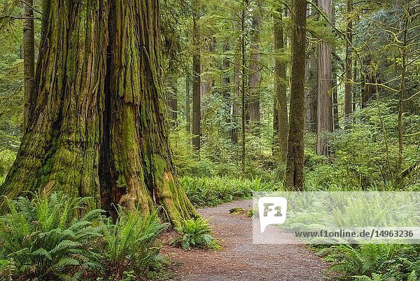 Trail through redwood trees in Simpson-Reed Grove  Jedediah Smith State Park  California.