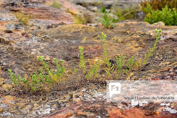 Te de roca (Jasonia glutinosa  Jasonia saxatilis or Chiliadenus glutinosus) is a medicinal perennial herb native to eastern Spain  southern France and northwestern Africa. This photo was taken in Aren or Areny  Huesca province  Aragon  Spain.