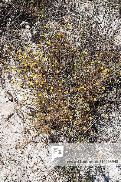 Santolina viscosa is an evergreen subshrub endemic to southeastern Spain. This photo was taken near Sorbas  Almeria province  Andalucia  Spain.