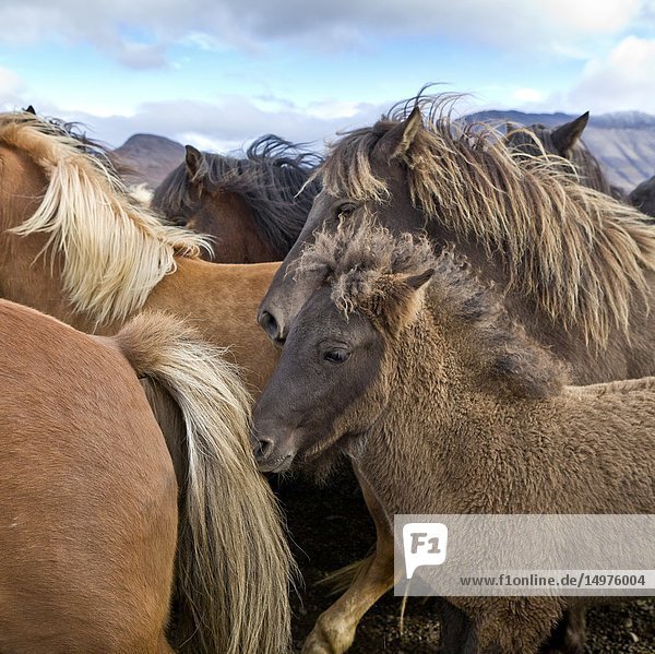 Horse gathering,  Laufskalarett,  Iceland