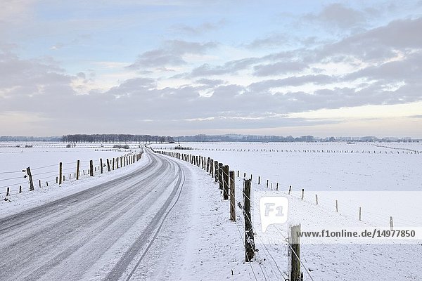 View over the Bislicher Insel / Bislicher Island  snow covered wide open grassland  well-known nature reserve loctaed in North Rhine Westfalia  Lower Rhine  Germany..
