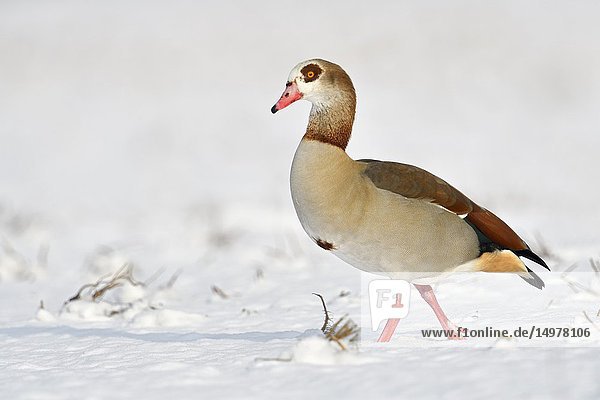 Egyptian Goose / Nilgans (Alopochen aegyptiacus) in winter  walking over snow covered farmland  nice side view  wildlife  Europe.