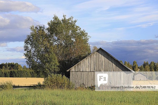 Autumnal rural landscape with a wooden barn in field and another barn in the background.