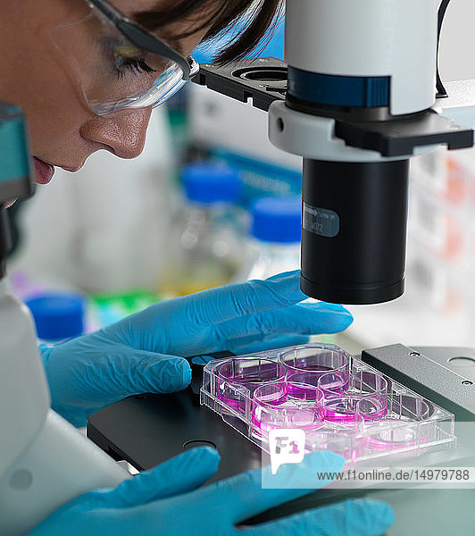 Weibliche Wissenschaftlerin untersucht Zellen in Wachstumsmedium in Multiwell-Platte unter dem Mikroskop im Labor