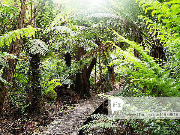 Path through green tree ferns  Wilson's Promontory National Park  Victoria  Australia
