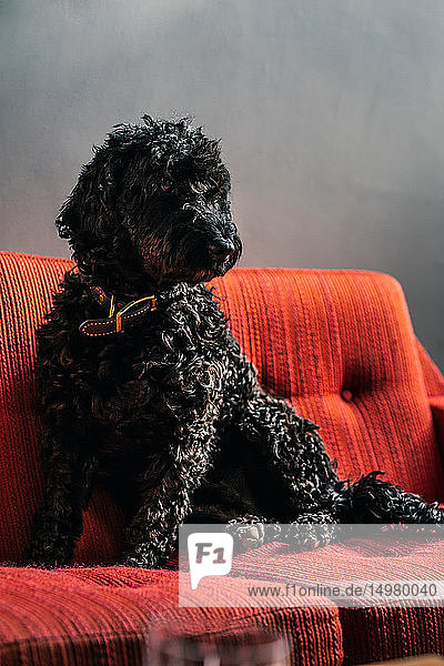 Schwarzer Haushund auf Sofa