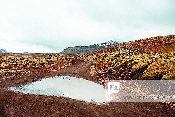 Tourist auf Feldweg zwischen moosbedecktem Lavagestein  Reykjavík  Gullbrusysla  Island