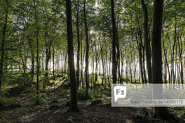 Landschaft mit sonnenbeschienenem Wald und Großem Jasmunder Bodden  Bergen  Rugen  Mecklenburg-Vorpommern  Deutschland
