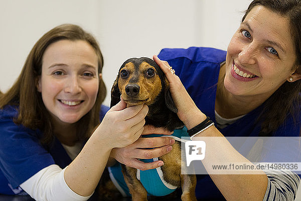 Tierärzte trösten Hund vor der Behandlung
