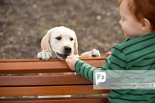 Boy giving pet puppy training treat