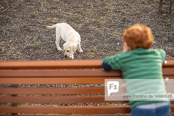 Boy watching pet puppy from park bench