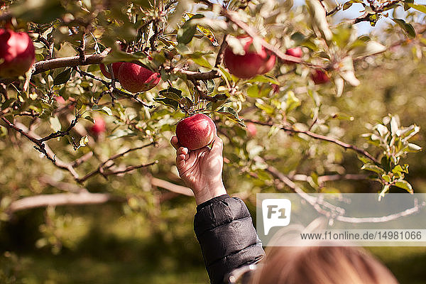 Mädchen pflückt Äpfel vom Baum