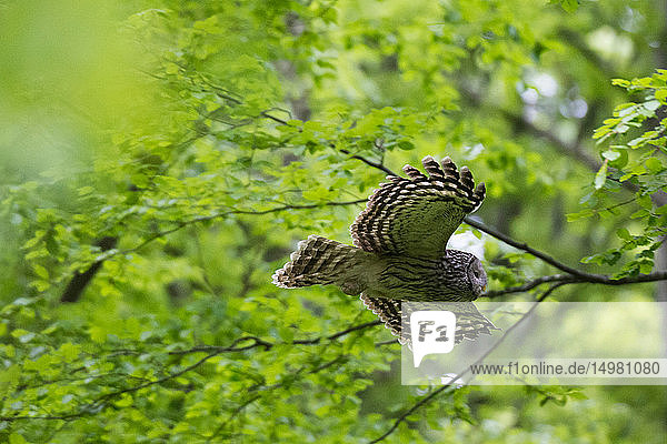 Ural owl (Strix uralensis) in flight  Notranjska forest  Slovenia