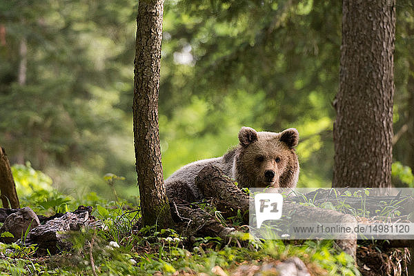 Europäischer Braunbär (Ursus arctos) im Wald von Notranjska  Slowenien