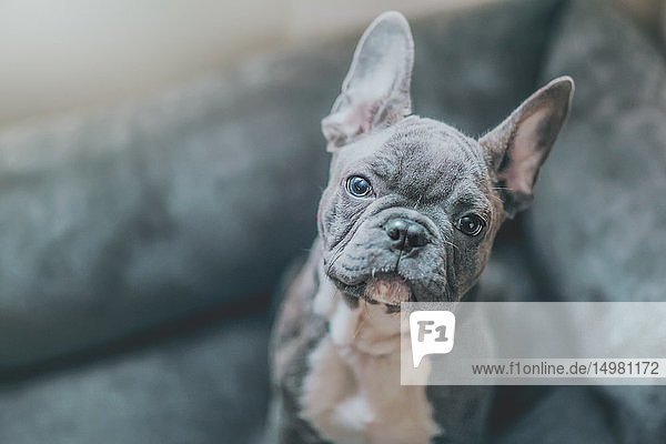 Porträt eines französischen Bulldoggen-Welpen