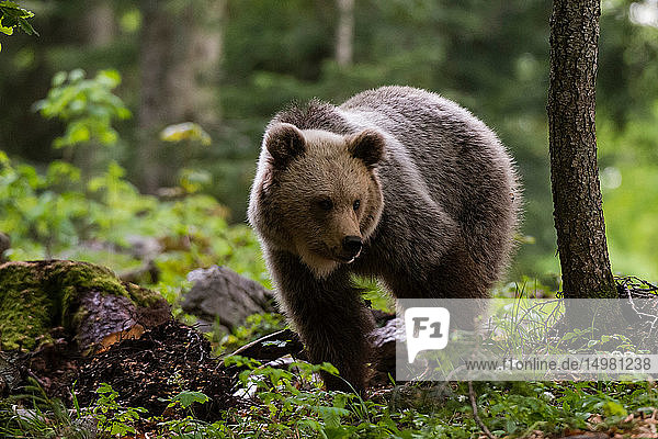 Europäischer Braunbär (Ursus arctos) beim Spaziergang im Wald von Notranjska  Slowenien