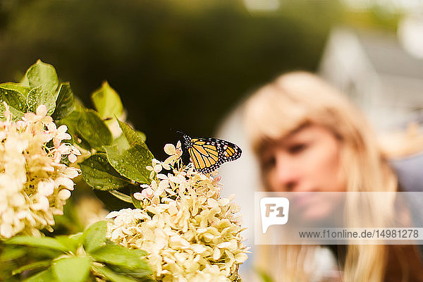 Monarch butterfly perched on flower  woman in background