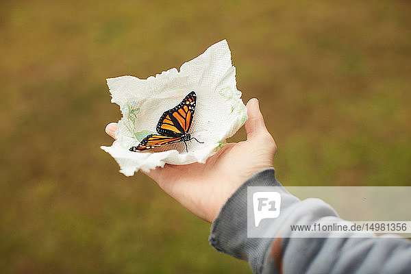 Monarch butterfly on tissue in palm
