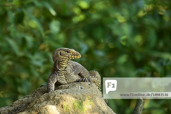 Iguana at Phnom Tamao Wildlife Rescue Center, Takeo Province, Cambodia, South east Asia.