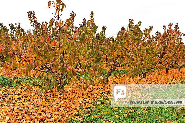 Peach field (Prunus persica) in autumn. This photo was taken in Torres de Segre  Lleida province  Catalonia  Spain.