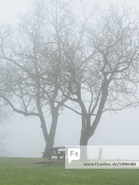Picnic table and bare trees in fog  Tourtres  Lot-et-Garonne Department  Nouvelle Aquitaine  France.