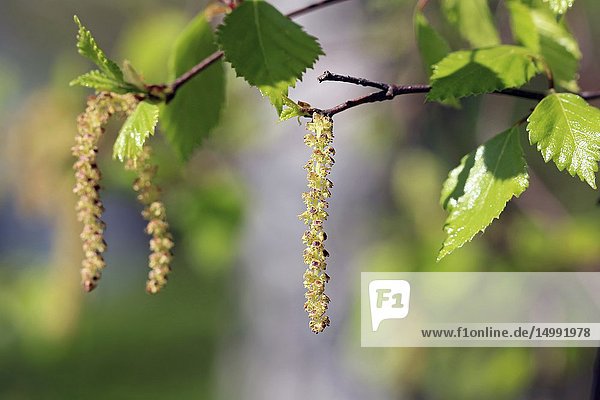 Birch tree (Betula) blossoms or catkins and green leaves in the spring. Birch pollen allergy is a common seasonal allergy.