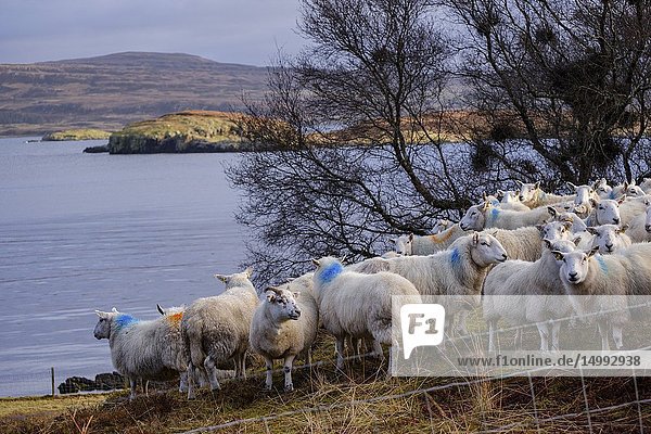 Flock of sheep  Skinidin  Loch Erghallan  Isle of Skye  Highlands  Scotland  United Kingdom.