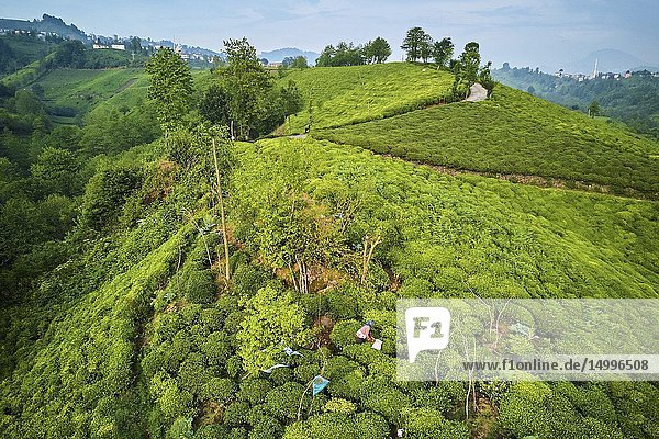 Turkey  the Black Sea region  tea plantation in the hills near Trabzon in Anatolia.