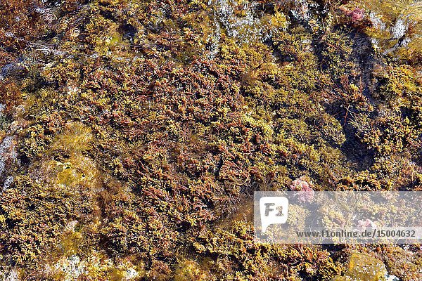 Cystoseira is a sea brown alga. Cabo Creus  Girona province  Catalonia  Spain.