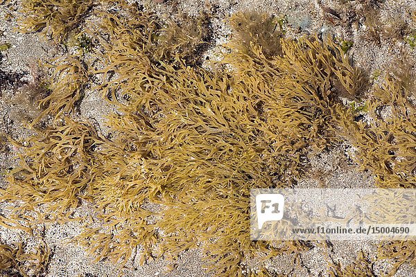 Dilophus fasciola or Dictyota fasciola is a brown alga. This photo was taken in Cap Ras coast  Girona province  Catalonia  Spain.