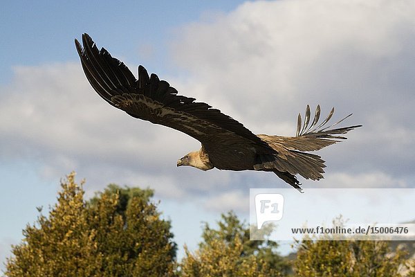 Griffon Vulture (Gyps fulvus) taking off. Lleida province. Catalonia. Spain.