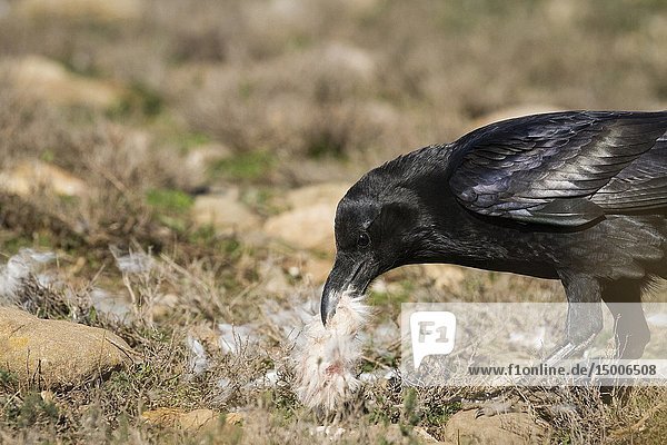 Common Raven (Corvus corax) feeding on ground. Pre-Pyrenees. Lleida province. Catalonia. Spain.