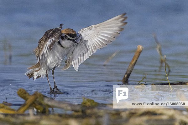 Kentish Plover (Charadrius alexandrinus)  adult male taking off from the wàter. Italy.