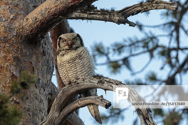 Northern hawk-owl  Surnia ulula  sitting in a pine tree looking in to the camera  Gällivare county  Swedish Lapland  Sweden.