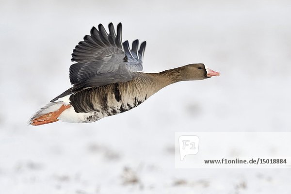 White-fronted Goose ( Anser albifrons )  arctic winter guest in flight  taking off from snow covered farmland  wildlife  Europe.