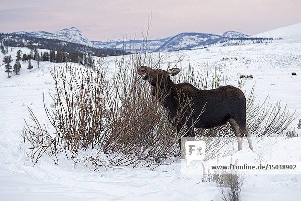 Moose ( Alces alces )  feeding on a bush  surrounded by snow covered hills in last evening light  winter in Yellowstone NP  USA..