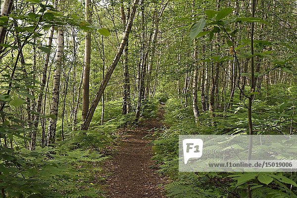 Fern in the understory  Forest of Rambouillet  Haute Vallee de Chevreuse Regional Natural Park  Yvelines department  Ile-de-France region  France  Europe.