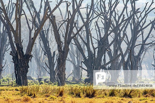 Trees with peeling bark fill the forest in Lake Nakuru National Park  Kenya.
