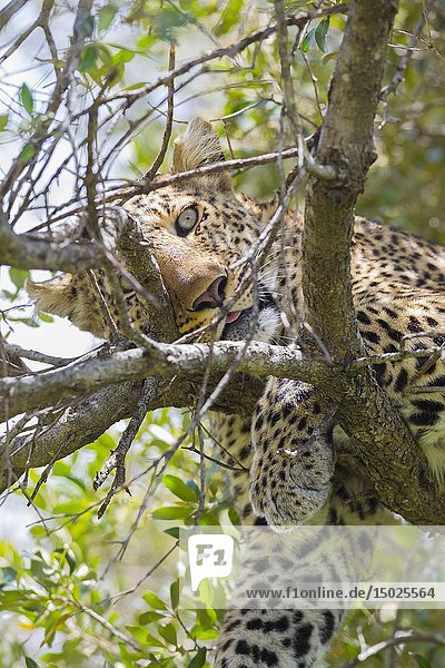 Leopard (Panthera pardus) in a tree  Masai Mara National Reserve  Kenya  Africa.